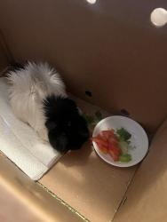 Found/Stray Unknown Other last seen Brightside Manor, parking lot facing the street, Baton Rouge, LA 70820