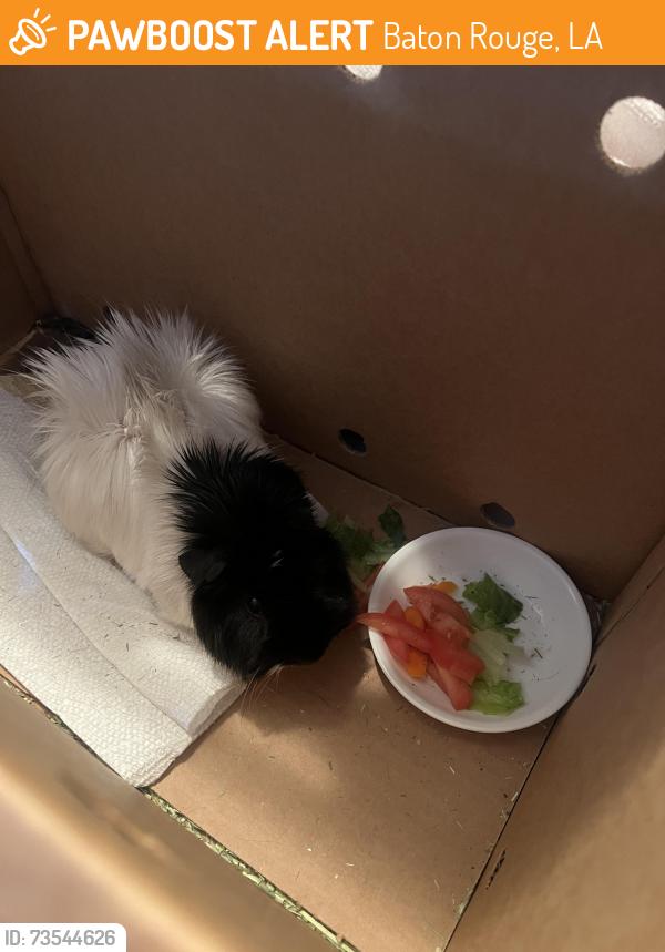 Found/Stray Unknown Other last seen Brightside Manor, parking lot facing the street, Baton Rouge, LA 70820