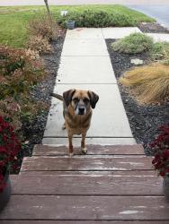 Reunited Unknown Dog last seen Hampton Ave Lakeville, Lakeville, MN 55044