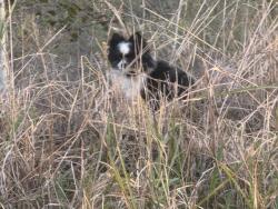 Reunited Unknown Dog last seen SW 149th St & S Western Ave, Oklahoma City, OK 73170, USA, Oklahoma City, OK 73170