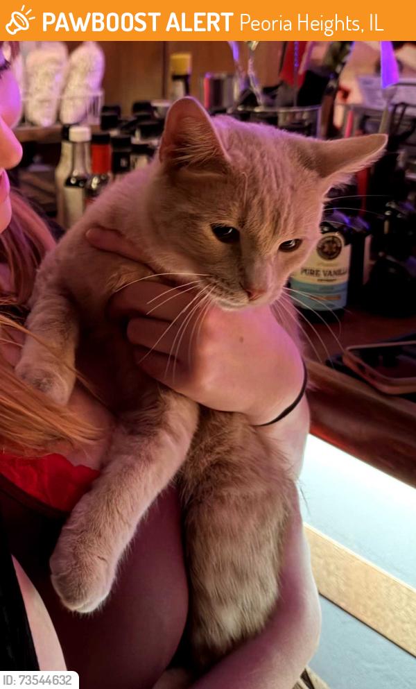 Found/Stray Male Cat last seen Pour Bros, Peoria Heights, IL 61616