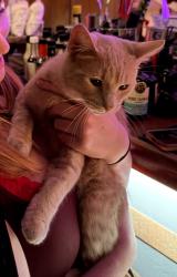 Found/Stray Male Cat last seen Pour Bros, Peoria Heights, IL 61616