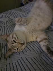 Lost Male Cat last seen Bullard and Greenway, Surprise, AZ 85379