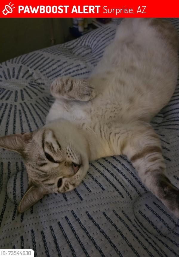 Lost Male Cat last seen Bullard and Greenway, Surprise, AZ 85379