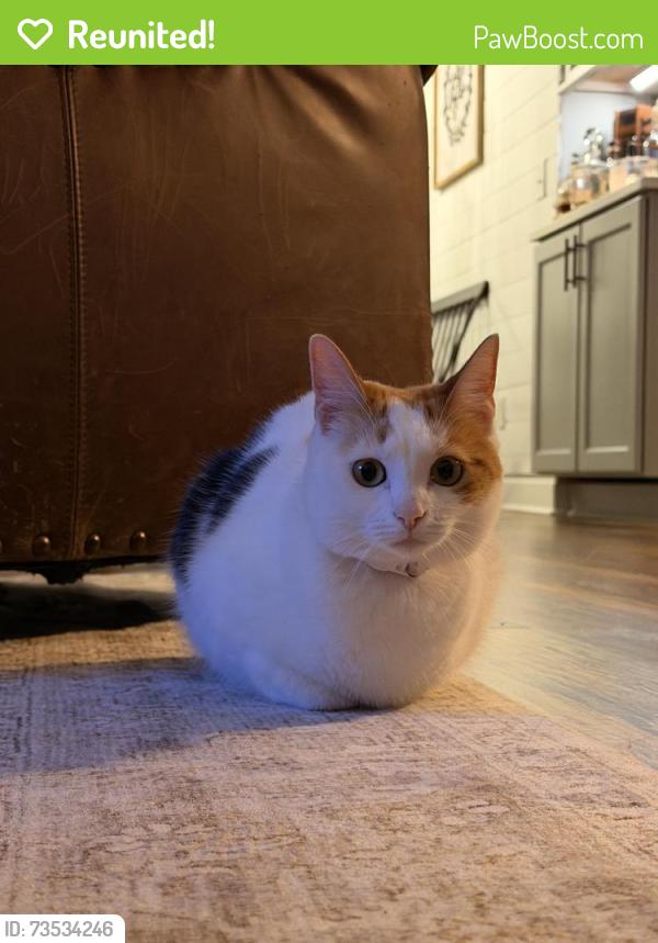 Reunited Female Cat last seen Hidden pines neighborhood, Panama City Beach, FL 32408