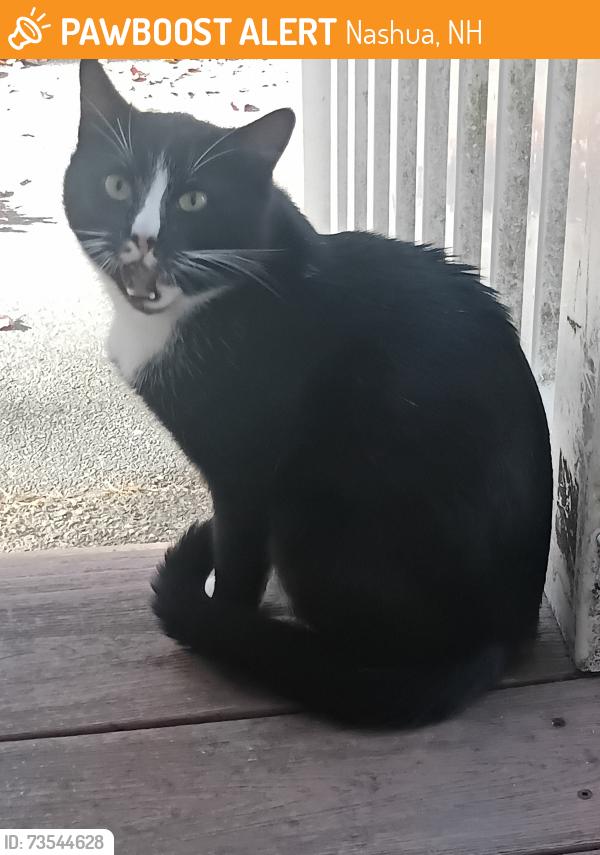 Found/Stray Unknown Cat last seen Langholm dr/Stirling Lane, Nashua, NH 03062