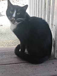 Found/Stray Unknown Cat last seen Langholm dr/Stirling Lane, Nashua, NH 03062