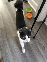 Found/Stray Male Cat last seen Colesbury and Coxindale, Raleigh, NC 27615