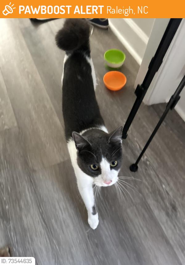 Found/Stray Male Cat last seen Colesbury and Coxindale, Raleigh, NC 27615