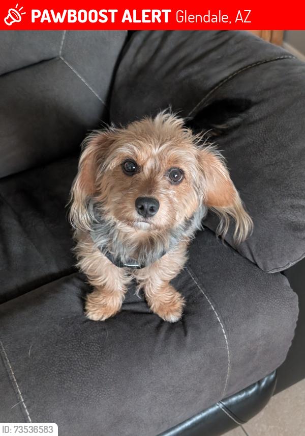 Lost Female Dog last seen 49th ave and northern, Glendale, AZ 85301