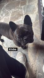 Reunited Male Dog last seen Bangor and 36th st, Washington, DC 20020