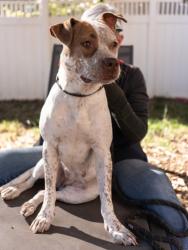 Shelter Stray Female Dog last seen Near Hillandale Dr Lithonia, 30058, GA, 3280 Chamblee Dunwoody Rd, Chamblee, GA 30341, USA