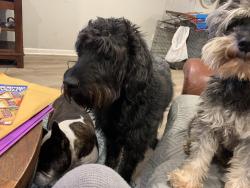 Lost Male Dog last seen Near Westbury terrace, Yukon, OK 73099