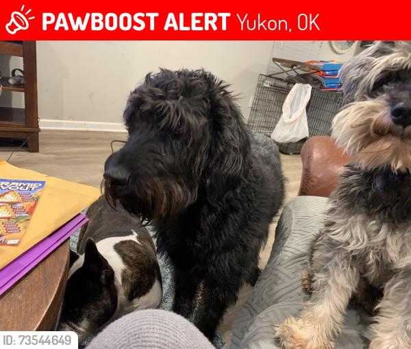 Lost Male Dog last seen Near Westbury terrace, Yukon, OK 73099