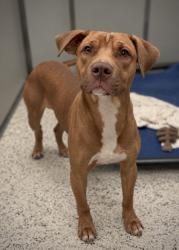 Shelter Stray Male Dog last seen Near Windsor St., Atlanta, GA, 1251 Fulton Industrial Blvd NW, Atlanta, GA 30336, USA