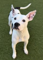 Shelter Stray Female Dog last seen Near Camellia Dr, Fairburn, GA, 1251 Fulton Industrial Blvd NW, Atlanta, GA 30336, USA
