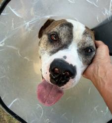 Shelter Stray Male Dog last seen Near Westminster Dr., Atlanta, GA, 1251 Fulton Industrial Blvd NW, Atlanta, GA 30336, USA