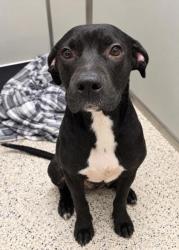 Shelter Stray Male Dog last seen Near collier dr, Atlanta, GA, 1251 Fulton Industrial Blvd NW, Atlanta, GA 30336, USA
