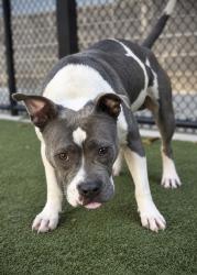Shelter Stray Male Dog last seen Near West Rugby Avenue, College Park, GA, 1251 Fulton Industrial Blvd NW, Atlanta, GA 30336, USA