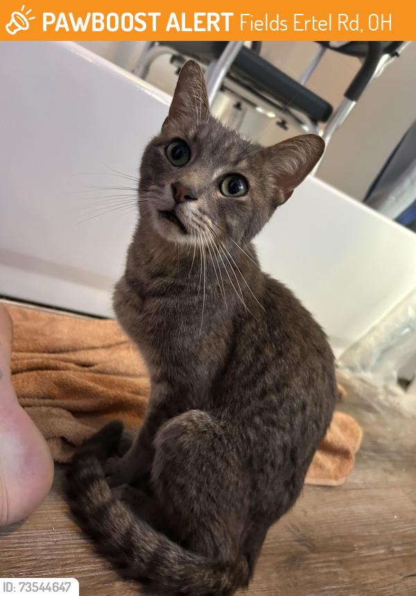 Found/Stray Male Cat last seen Fields Ertel and Rich, Fields Ertel Rd, OH 45249