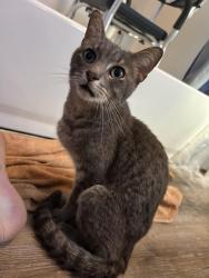 Found/Stray Male Cat last seen Fields Ertel and Rich, Fields Ertel Rd, OH 45249