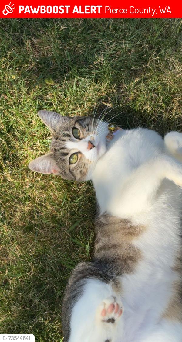 Lost Female Cat last seen 185th St & Lipoma Firs E, Pierce County, WA 98375