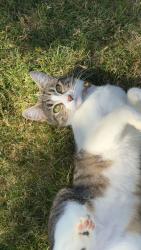 Lost Female Cat last seen 185th St & Lipoma Firs E, Pierce County, WA 98375