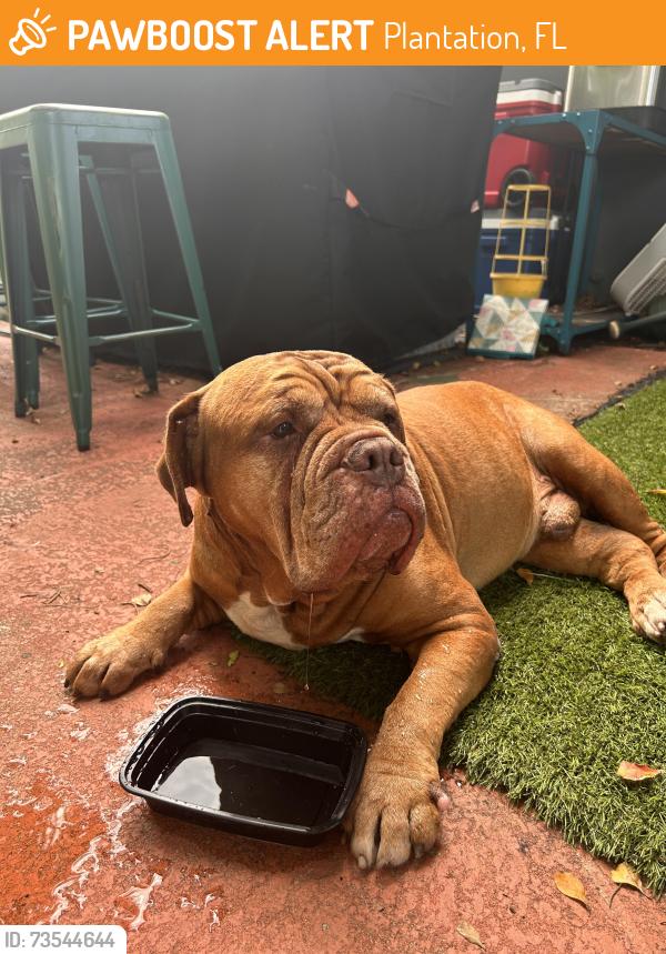 Found/Stray Male Dog last seen SW 1st St & SW 58th Ave, Plantation, FL 33324