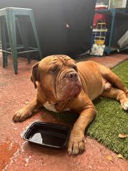 Found/Stray Male Dog last seen SW 1st St & SW 58th Ave, Plantation, FL 33324