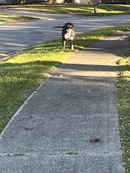 Found/Stray Unknown Dog last seen Salge ct, Fort Wayne, IN 46835