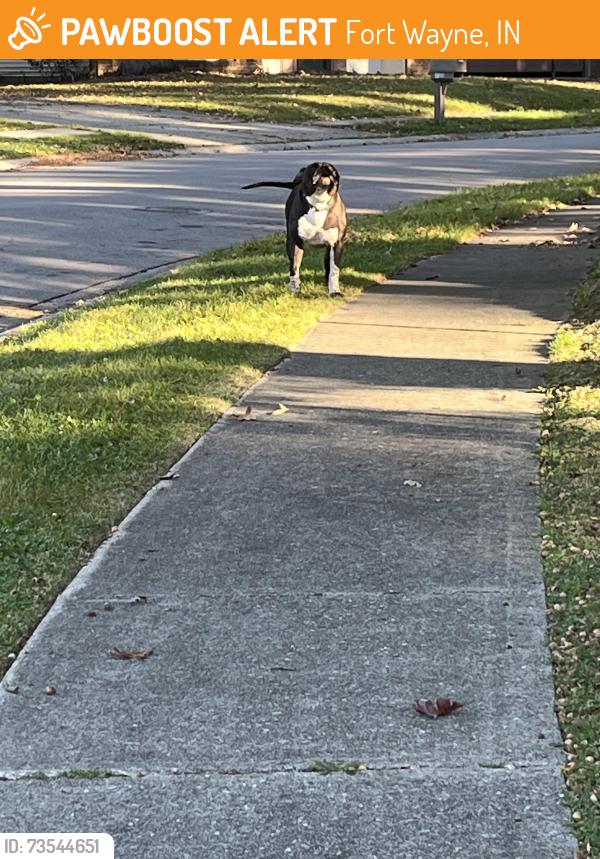 Found/Stray Unknown Dog last seen Salge ct, Fort Wayne, IN 46835