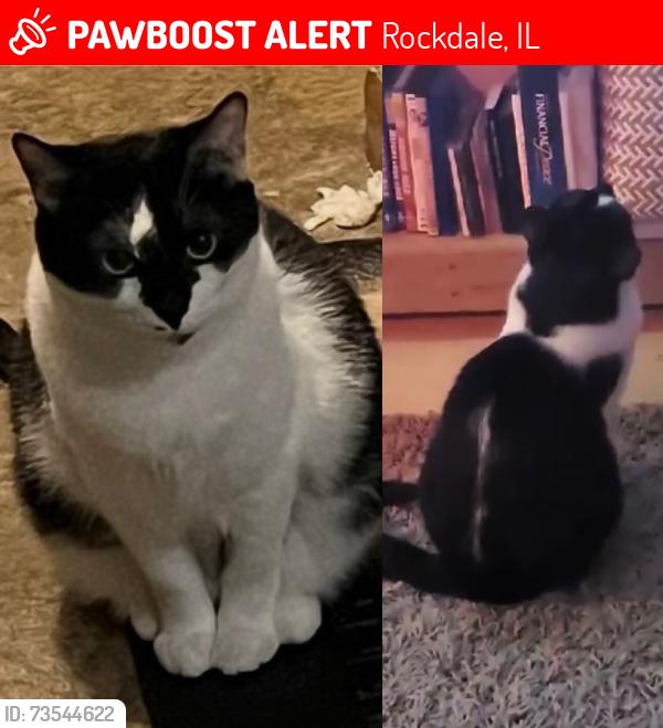 Lost Female Cat last seen Near Moen and Morris around yellow apmt buildings, Rockdale, IL 60436