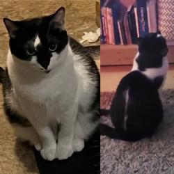 Lost Female Cat last seen Near Moen and Morris around yellow apmt buildings, Rockdale, IL 60436