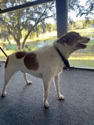 Reunited Male Dog last seen Bent Oak, Apopka, FL 32712