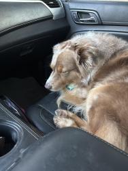 Reunited Male Dog last seen 101st and Indiana, Lubbock, TX 79423