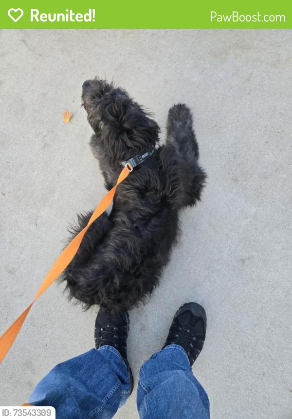 Reunited Unknown Dog last seen Eagle and Fairview, Meridian, ID 83642