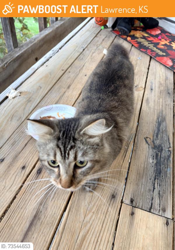 Found/Stray Female Cat last seen 23rd and silicon ave. Apts. north east corner, Lawrence, KS 66046