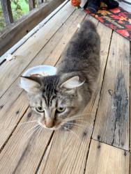 Found/Stray Female Cat last seen 23rd and silicon ave. Apts. north east corner, Lawrence, KS 66046