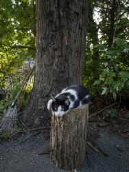 Found/Stray Unknown Cat last seen Rochambeau and Steele, Providence, RI 02906