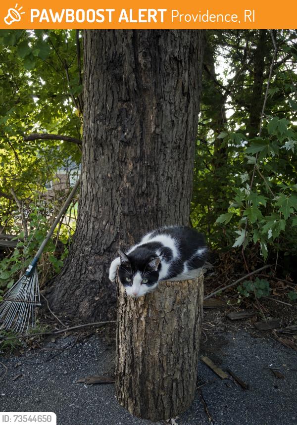 Found/Stray Unknown Cat last seen Rochambeau and Steele, Providence, RI 02906