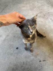 Found/Stray Unknown Cat last seen Sun Prairie east high school, Sun Prairie, WI 53590
