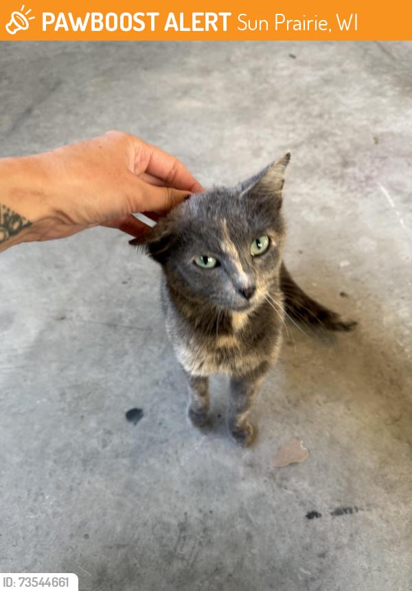 Found/Stray Unknown Cat last seen Sun Prairie east high school, Sun Prairie, WI 53590