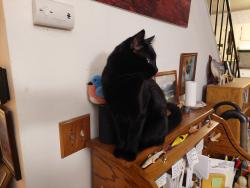 Lost Male Cat last seen Smith reservoir, Lakewood, CO 80215