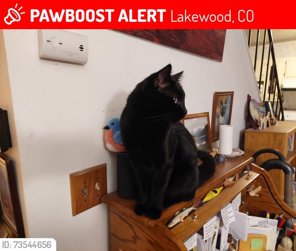 Lost Male Cat last seen Smith reservoir, Lakewood, CO 80215