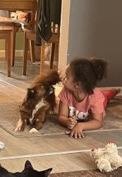 Reunited Female Dog last seen Ira, Brooklyn, OH 44144