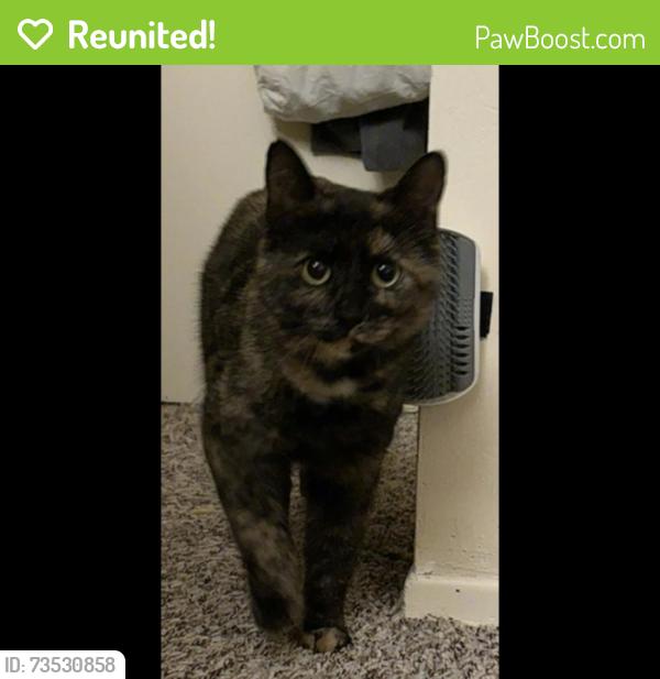 Reunited Unknown Cat last seen Elmdale and Northlake, Grand Rapids, MI 49525