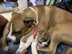 Lost Female Dog last seen broadway, Haysville, KS 67060
