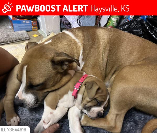 Lost Female Dog last seen broadway, Haysville, KS 67060