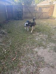 Reunited Male Dog last seen Se 36th Ave & se 52nd St, Marion County, FL 34480