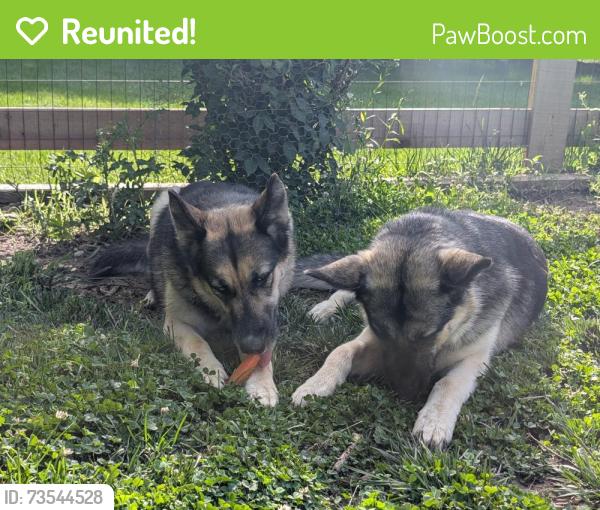 Reunited Female Dog last seen Charleston Valley drive, Mason, OH 45040